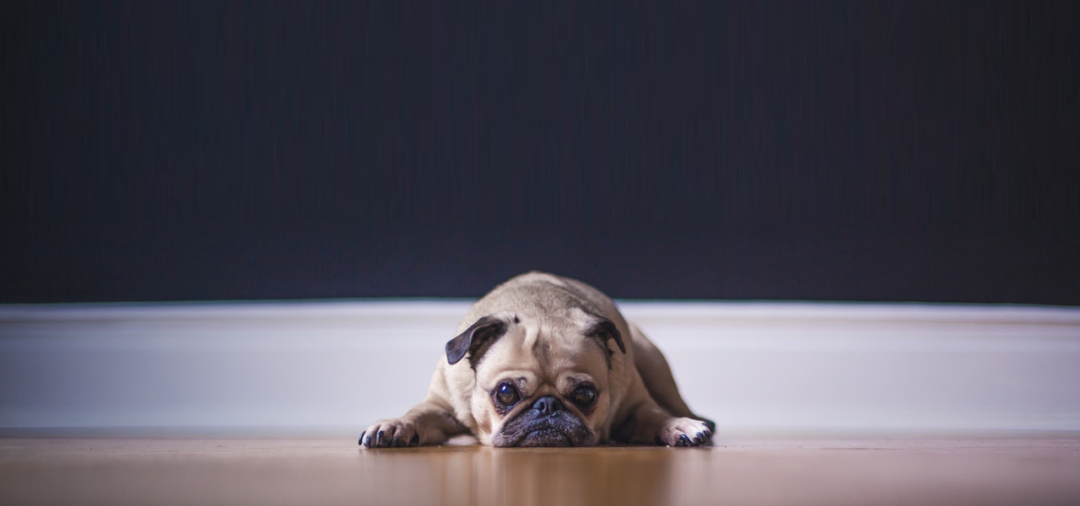 How To Mitigate and Treat Pet Damage on Hardwood Floors Artisan Wood