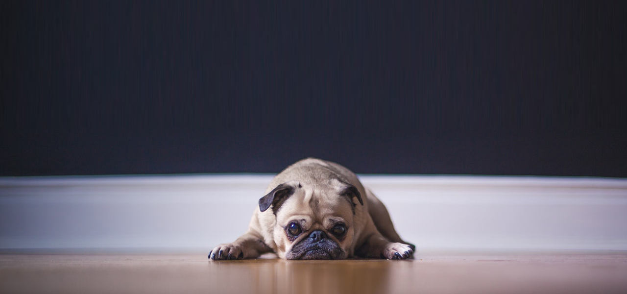Top 20+ how to protect wood floors from dog urine