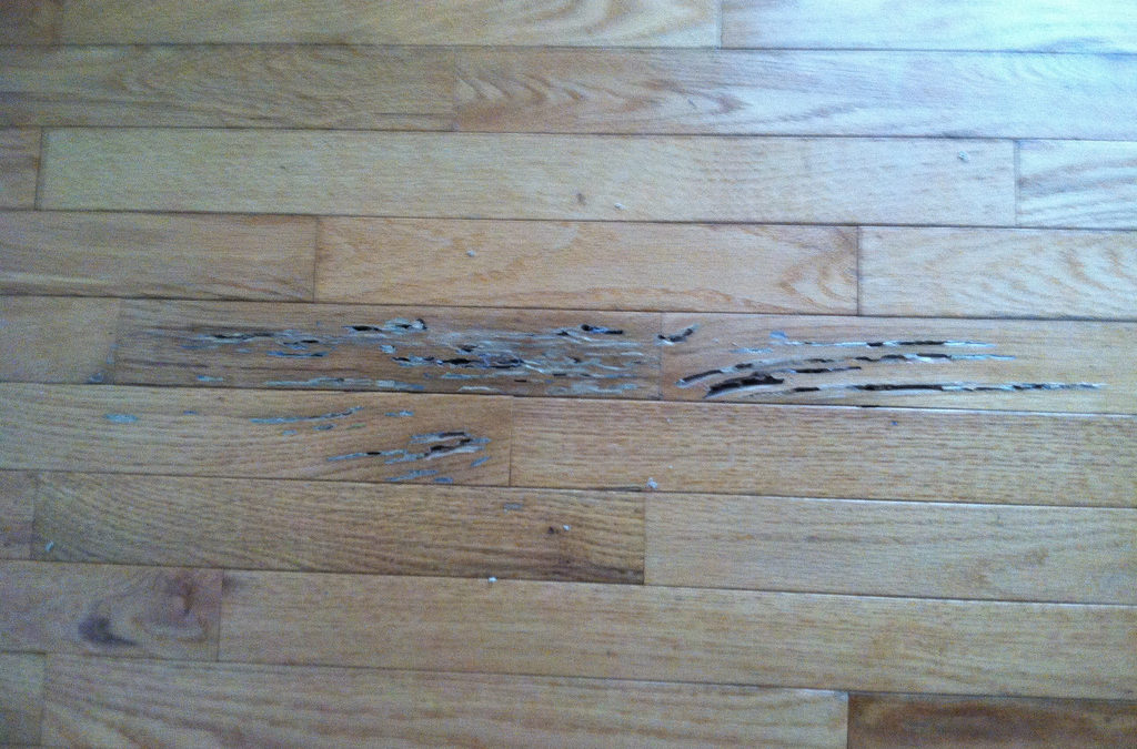 The Types of Termites That Can Damage Your Hardwood Floors and How To Fix Them