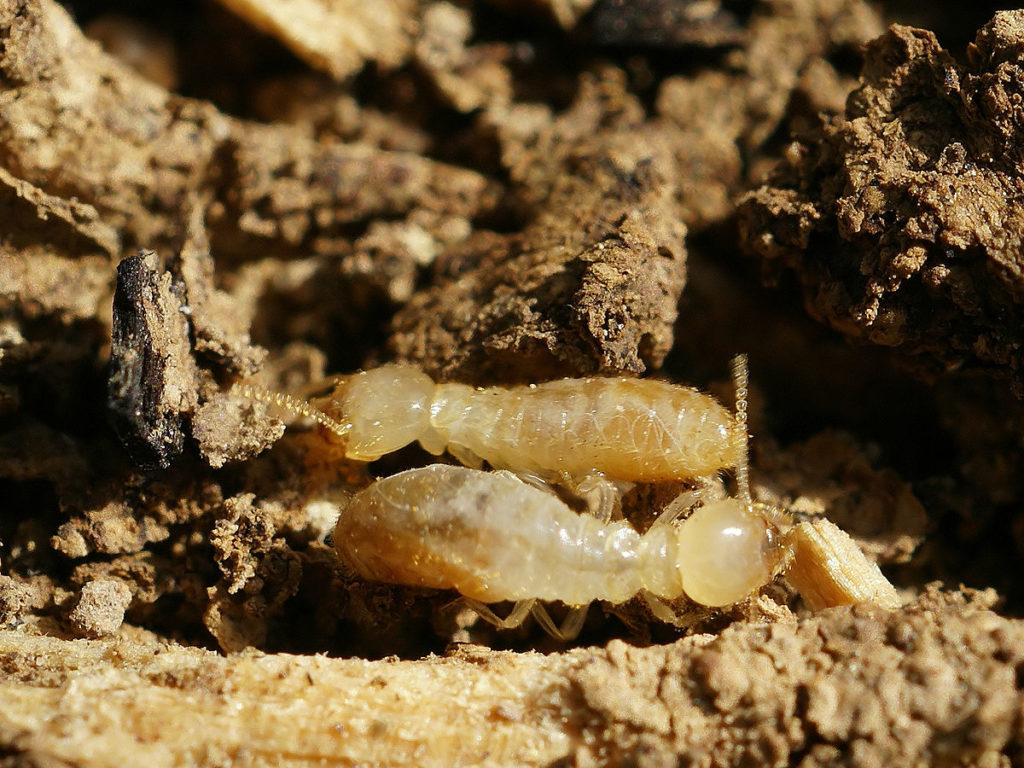 The Types Of Termites That Can Damage Your Hardwood Floors And How To